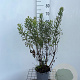 Myrica gale 40-50 cm 3,0L
