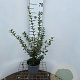 Osmanthus burkwoodii 40-50 cm 3,0L