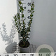 Osmanthus heterophyllus 40-50 cm 3,0L