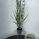 Panicum virgatum 'Northwind' 30-40 cm 2,5L