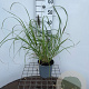 Pennisetum al. 'Black Beauty' 30-40 cm 2,5L