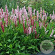Persicaria aff. 'Kabouter' 25-30 cm C1.3