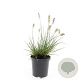 Pennisetum al. 'Little Bunny' GM C1.3