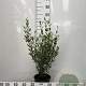 Phillyrea angustifolia 60-80 cm 5,0L