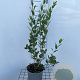 Phillyrea latifolia 40-50 cm 3,0L
