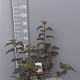 Physocarpus opulif. 'Diabolo' 80-100 cm 7,5L