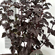 Physocarpus opulif. 'Diabolo' 80-100 cm 7,5L