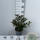 Physocarpus op. Little Leena 25-30 cm 2,0L
