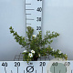 Potentilla f. 'Abbotswood' 30-40 cm C1.3