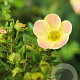 Potentilla f. 'Daydawn' 30-40 cm C1.3