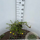 Potentilla f. 'Elizabeth' 30-40 cm C1.3