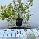 Potentilla f. 'Limelight' 30-40 cm C1.3