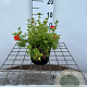 Potentilla f. Marian Red Robin 25-30 cm C1.3