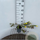 Potentilla f. 'Medic. Wheel Mount.' 30-40 cm C1.3