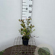 Potentilla f. 'New Dawn' 30-40 cm C1.3