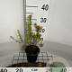 Potentilla f. 'Red Ace' 25-30 cm C1.3