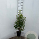 Prunus l. 'Angustifolia' 60-80 cm 3,0L