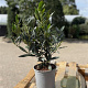 Prunus l. 'Otto Luyken' 40-50 cm 2,5L