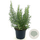 Rosmarinus officinalis 25-30 cm 2,0L