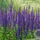 Salvia nem. 'Mainacht' 30-40 cm C1.3