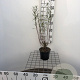 Salix purpurea 'Nana' 40-50 cm C1.3