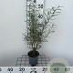 Salix rosmarinifolia 40-50 cm C1.3