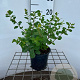 Spiraea betulifolia 'Tor' 25-30 cm C1.3