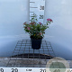 Spiraea jap. 'Genpei' 25-30 cm C1.3