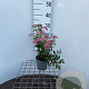 Spiraea jap. 'Genpei' 30-40 cm C1.3