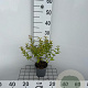 Spiraea jap. 'Goldflame' 25-30 cm C1.3