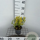 Spiraea jap. 'Golden Princess' 20-25 cm C1.3