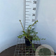 Spiraea nipp. 'June Bride' 30-40 cm C1.3
