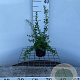 Spiraea nipp. 'Snowmound' 30-40 cm C1.3
