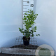 Symphoricarpos d. 'White Hedge' 30-40 cm C1.3