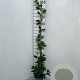 Trachelospermum jasminoides 100-125 cm 2,5L met stok