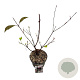 Viburnum bodn. 'Dawn' 30-40 cm 2,0L