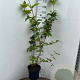 Viburnum opulus 125-150 cm 7,5L