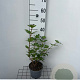 Viburnum opulus 'Roseum' 30-40 cm 2,0L