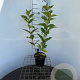 Weigela 'Red Prince' 30-40 cm 2,5L