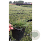 Pennisetum al. 'Little Bunny' GM P9