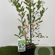 Aronia melanocarpa 50-60 cm 3,0L