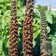 Digitalis parviflora GM P9