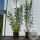 Euonymus europaeus 40-60 cm 2,0L