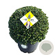 Ilex crenata Dark Green 50 cm 20L bol potgekweekt