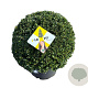 Ilex crenata Dark Green 50 cm 20L bol potgekweekt