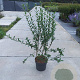 Ligustrum vulg. 'Atrovirens' 100-125 cm 10L