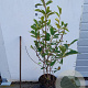 Magnolia soulangeana 60-80 cm 7,5L