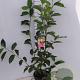 Magnolia soulangeana 60-80 cm 7,5L