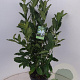 Magnolia stellata 60-80 cm 7,5L