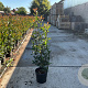 Photinia fraseri 'Red Robin' 125-150 cm 15L